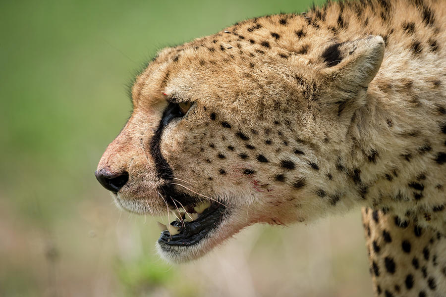 Close-up of cheetah walking with bloody mouth Photograph by Ndp - Fine ...