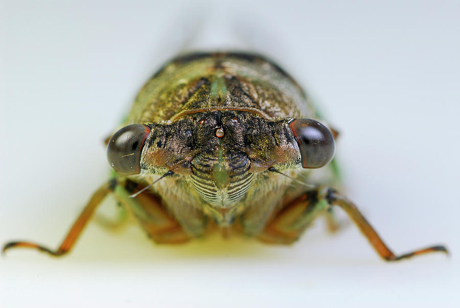 Close up of cicada face on white background Photograph by Reimar Gaertner