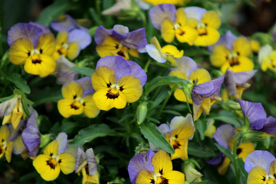 Close Up of Cluster of Lavender Purple and Lemon Yellow Violets Photograph by Colleen Cornelius