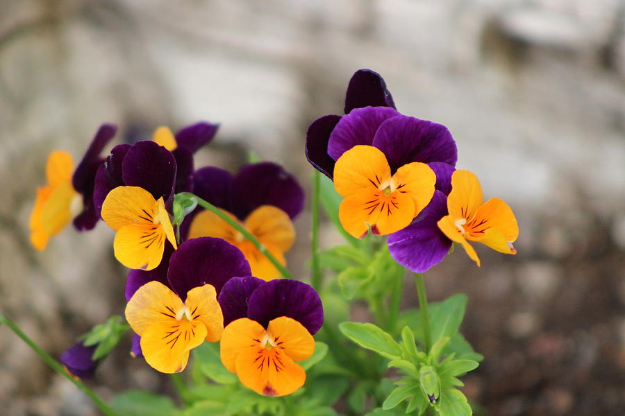Close Up of Cluster of Purple and Yellow Pansies Photograph by Colleen Cornelius