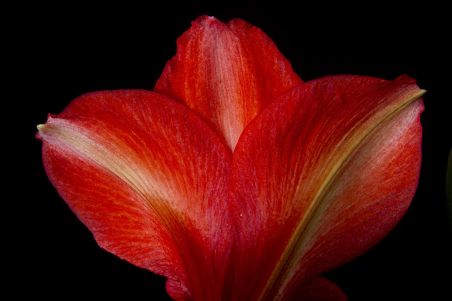 Close-up of Colorful Amaryllis Flower Petals Photograph by James BO Insogna