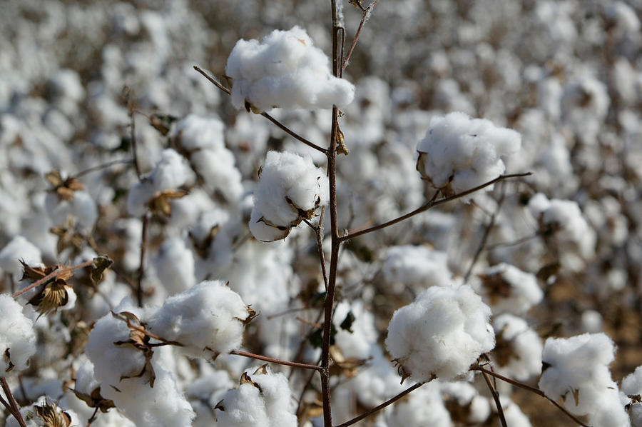 Close-up Of Cotton Plants In A Field Photograph by Panoramic Images