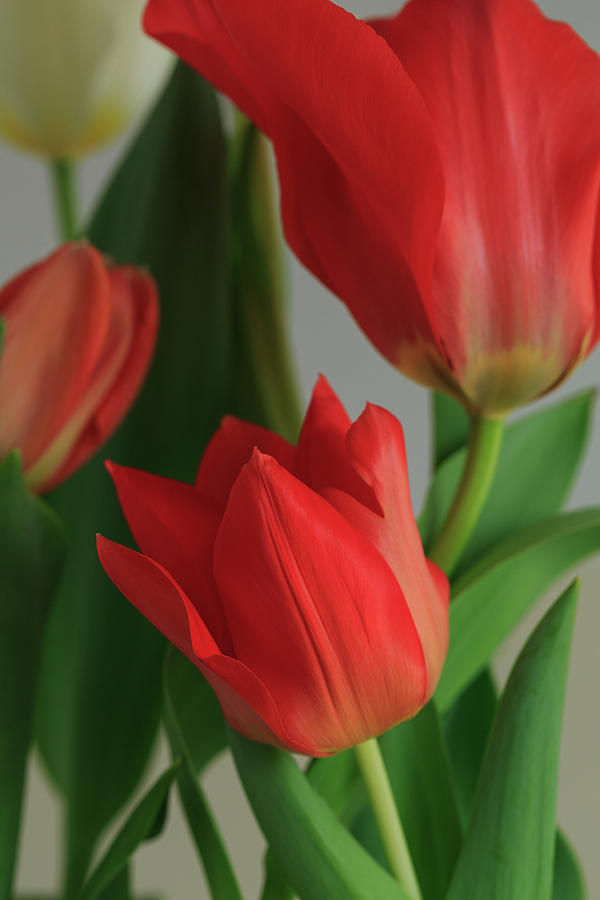 Close up of Crimson Deep Red Tulips at Home Photograph by Rusalka ...