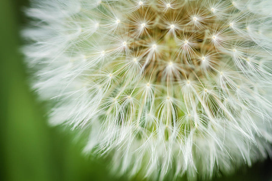 Close up of Dandelion Bloom Photograph by Teri Virbickis