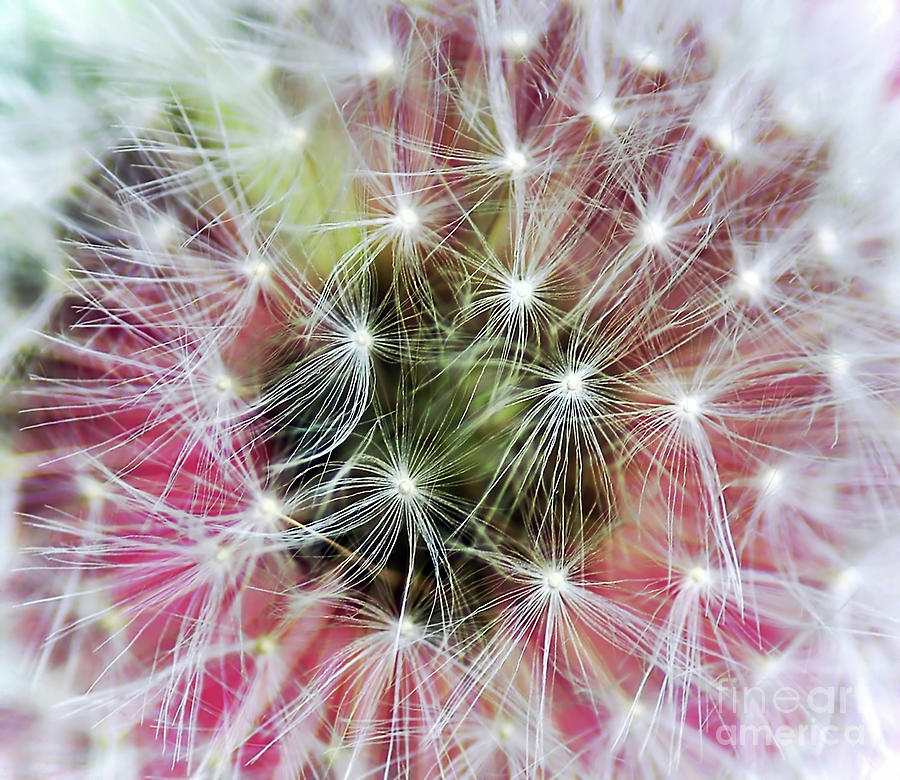 Flowers Still Life Photograph - Close up of Dandelion by Kaye Menner