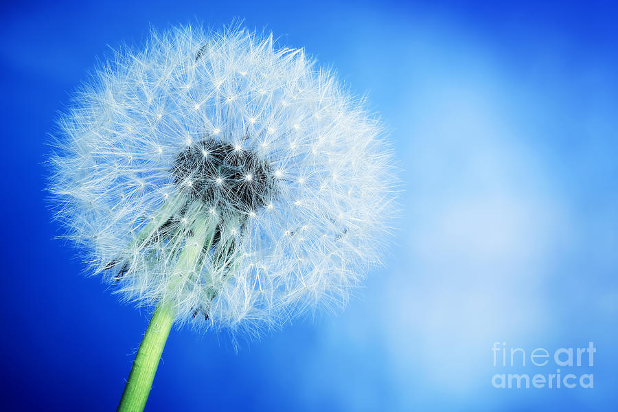 Nature Photograph - Close-up of dandelion on blue sky background by Michal Bednarek
