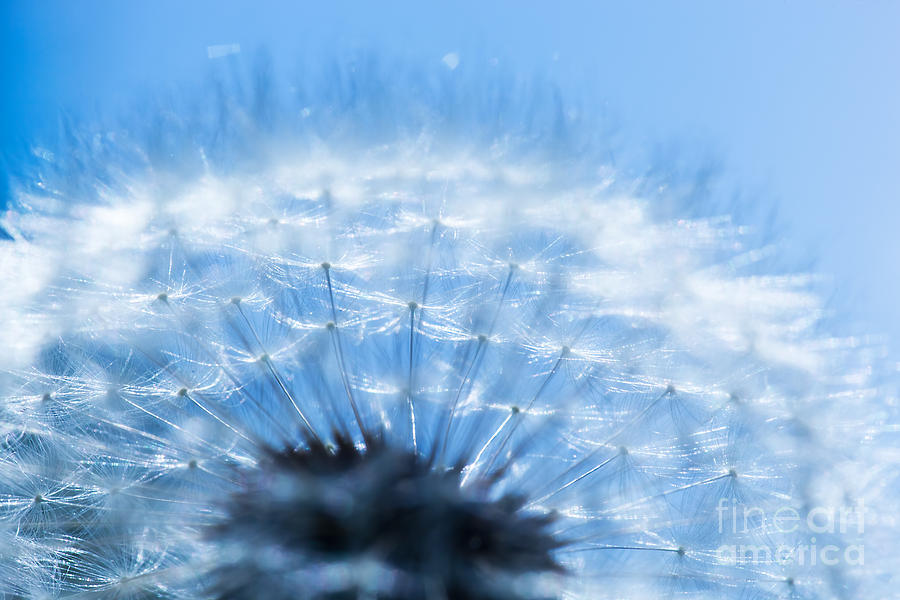 Nature Photograph - Close-up of dandelion on blue sky by Michal Bednarek