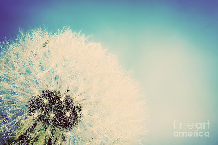 Nature Photograph - Close-up of dandelion on blue vintage sky by Michal Bednarek