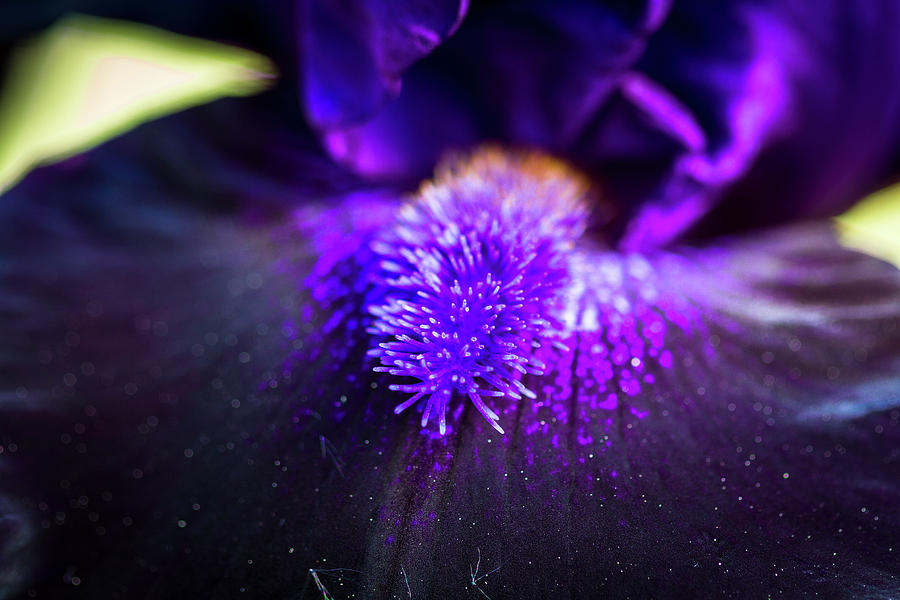 Close Up of Dark Purple Bearded Iris Photograph by Teri Virbickis