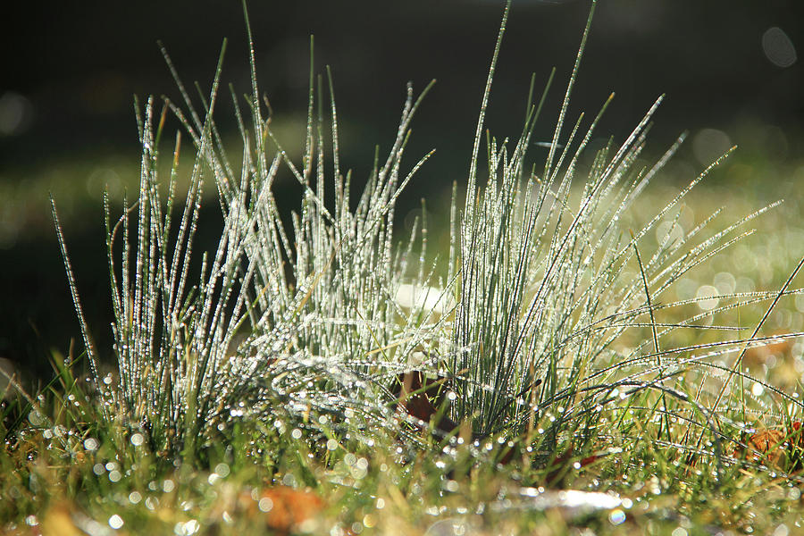 Close-up of dew on grass, in a sunny, humid autumn morning Photograph by Emanuel Tanjala