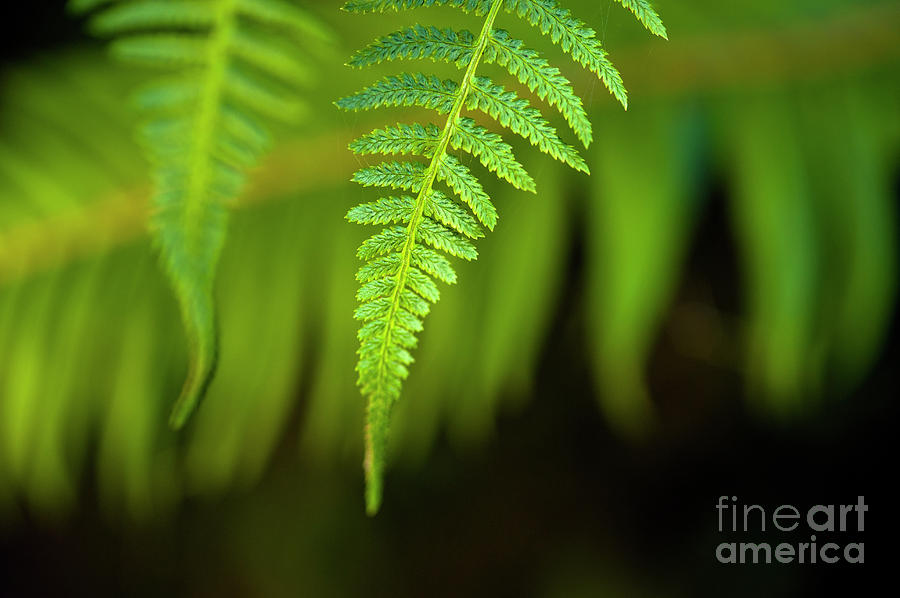 Close-up of Ferns  Photograph by Jim Corwin