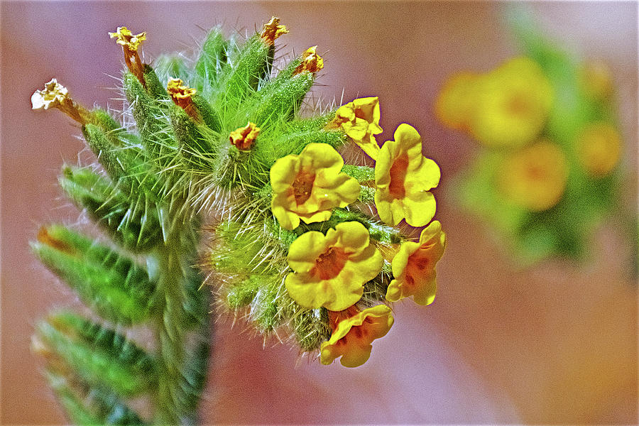 Close up of Fiddleneck Fern Flowers in Antelope Valley CA Poppy Reserve, California Photograph by Ruth Hager