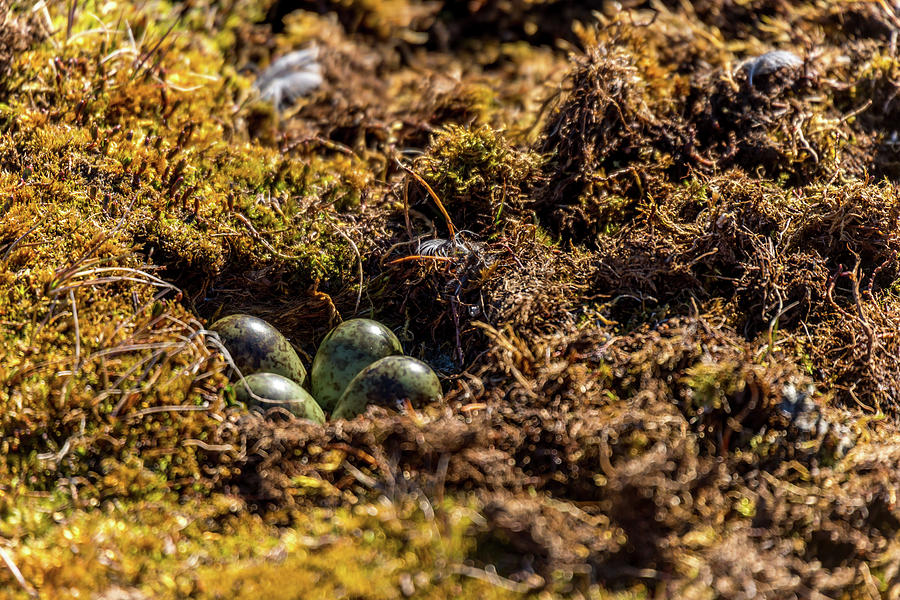 Close-up of four eggs in sandpiper nest Photograph by Ndp - Pixels