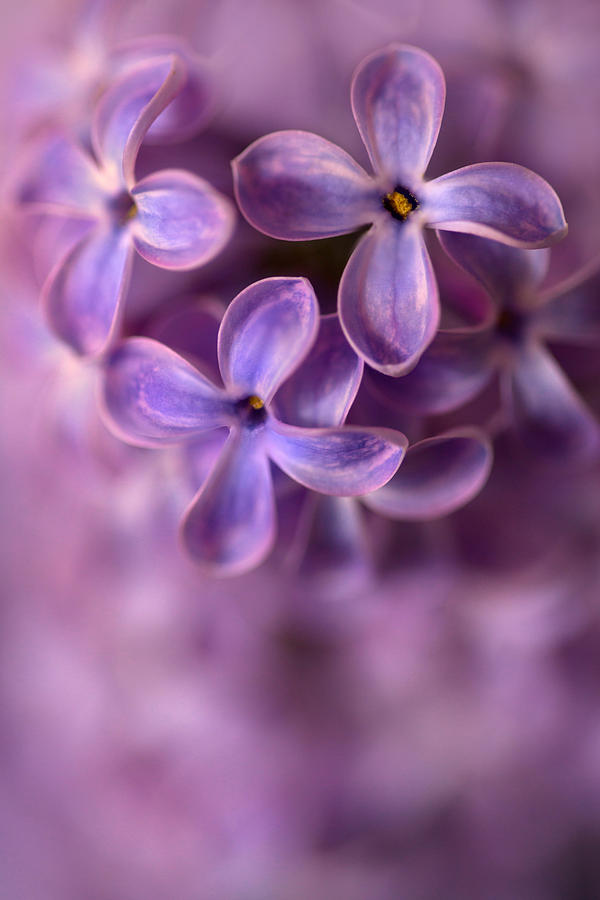 Spring Photograph - Close up of fresh lilac by Jaroslaw Blaminsky