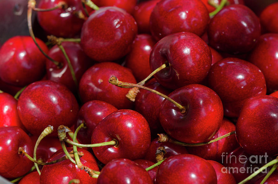 Close up of fresh ripe red cherries, cherry, fruit Photograph by Perry Van Munster