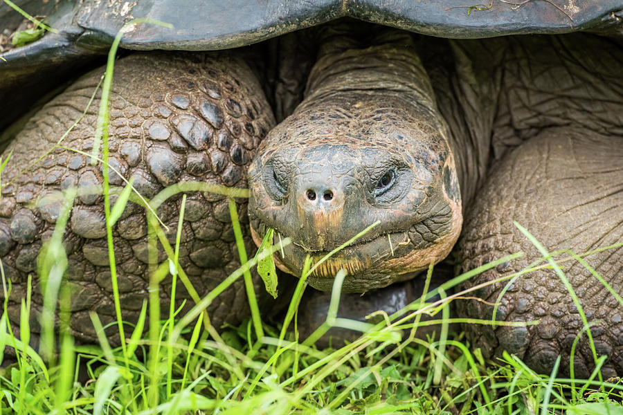 Close-up of front of Galapagos giant tortoise Photograph by Ndp - Fine ...