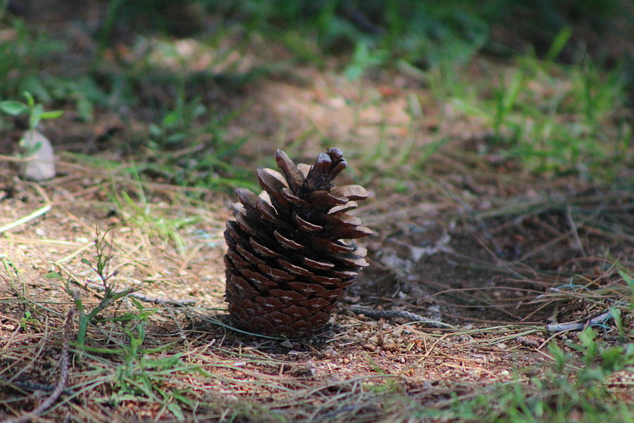 Close Up of Fully Open Coffee Brown Pinecone Photograph by Colleen Cornelius