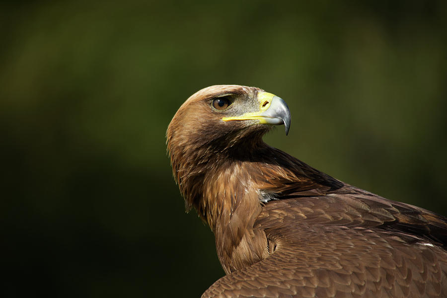 Close-up of golden eagle looking over back Photograph by Ndp - Fine Art  America