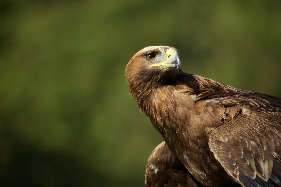 Bird Photograph - Close-up of golden eagle with head turned by Ndp 