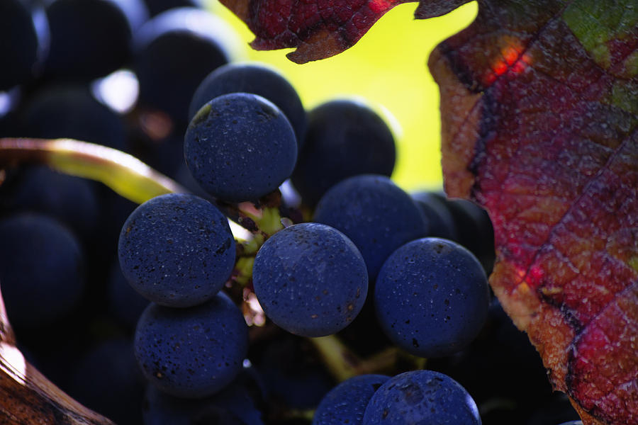Close up of Grapes on a Vine Photograph by Georgia Clare