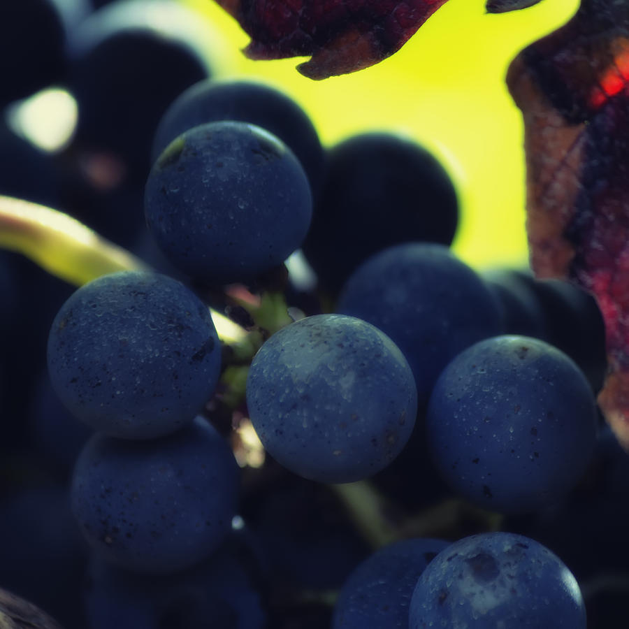 Close up of Grapes on a Vine - Square Photograph by Georgia Clare