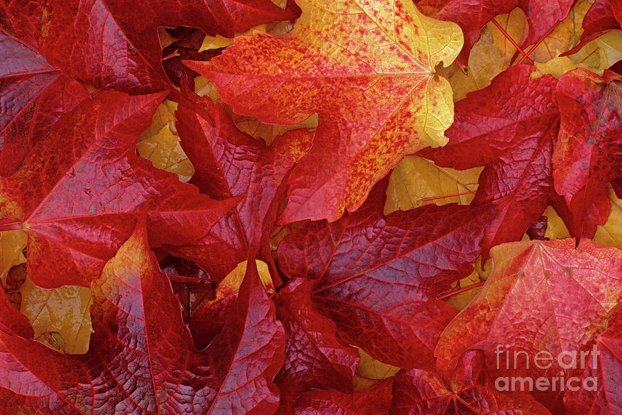 Close-up of Leaf Patterns  Photograph by Jim Corwin