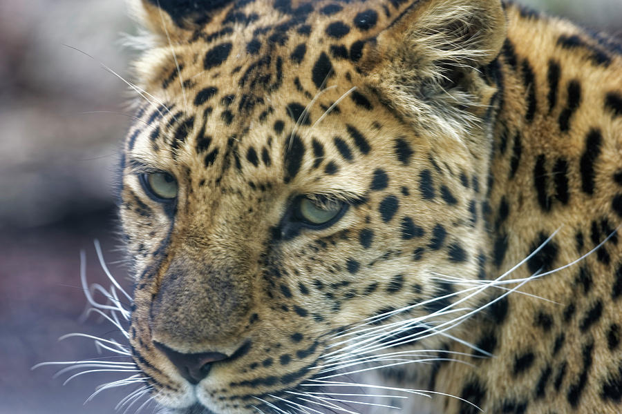 Close up of Leopard Photograph by Peter Ponzio