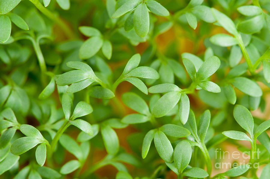 Close Up Of Lepidium Sativum Or Cress Leaves Photograph By Arletta Cwalina