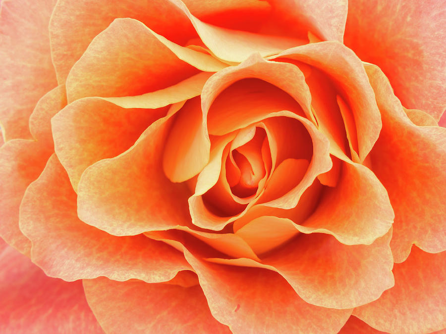 Close-up of light colored orange rose Photograph by Tosca Weijers
