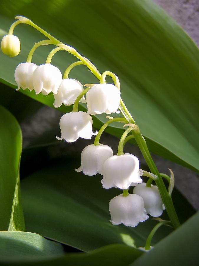 Close-up of Lily-of-the-Valley Photograph by Cynthia Woods - Fine Art ...