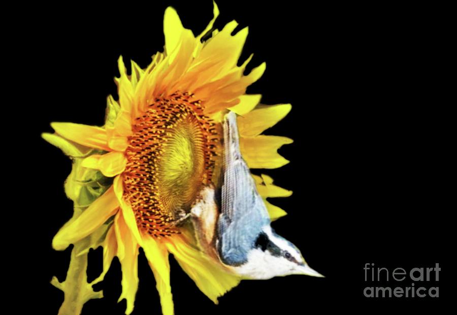 Close up of Nuthatch on Sunflower Digital Art by Janette Boyd
