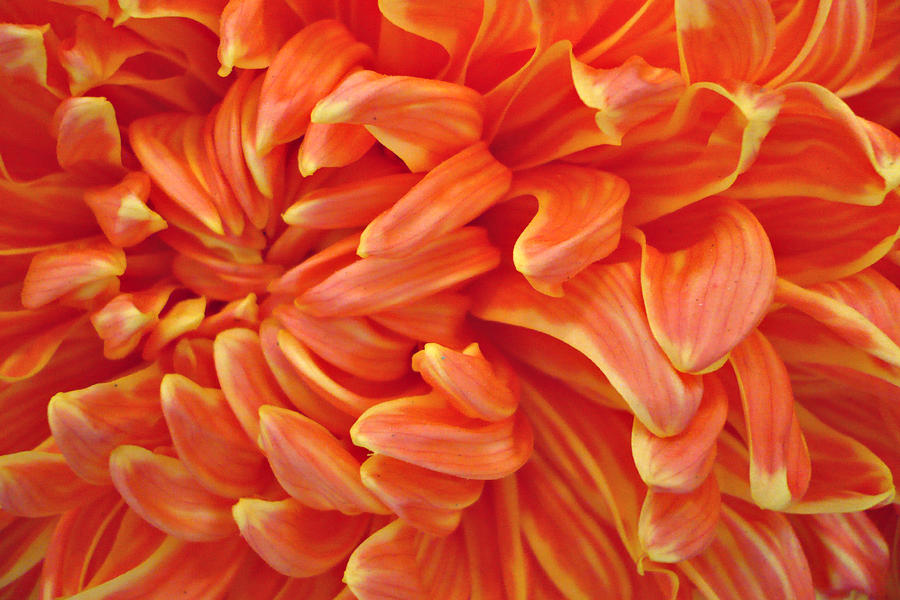 Abstract Photograph - Close up of orange yellow flower petals. by Jacqueline Milner