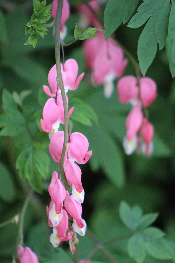 Close Up Of Peacock Pink Bleeding Hearts On Hunter Green Foliage 2 Photograph by Colleen Cornelius