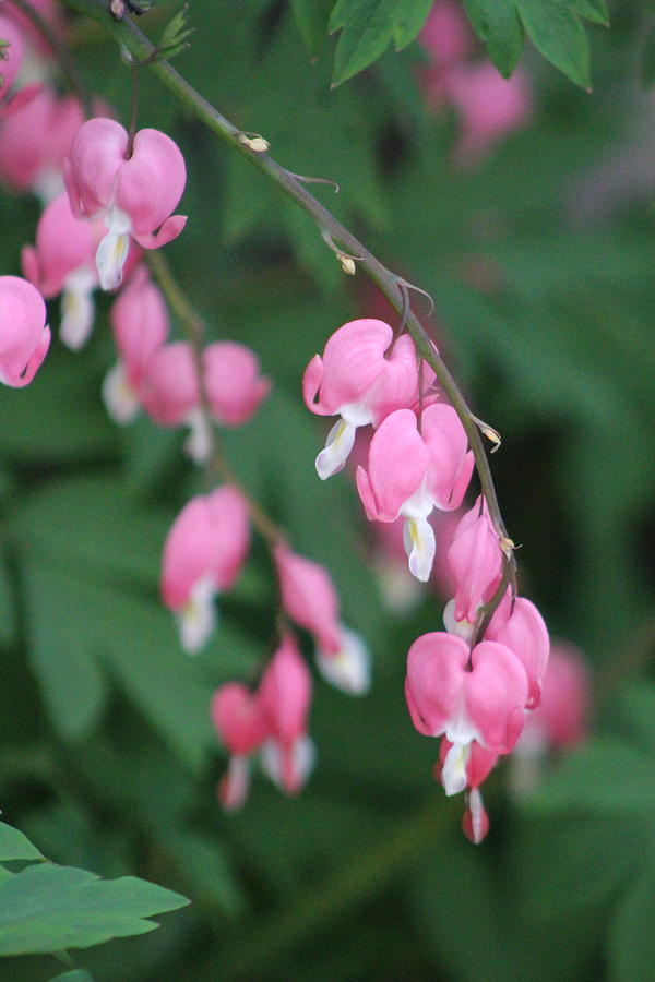Close Up Of Peacock Pink Bleeding Hearts on Hunter Green Foliage Photograph by Colleen Cornelius