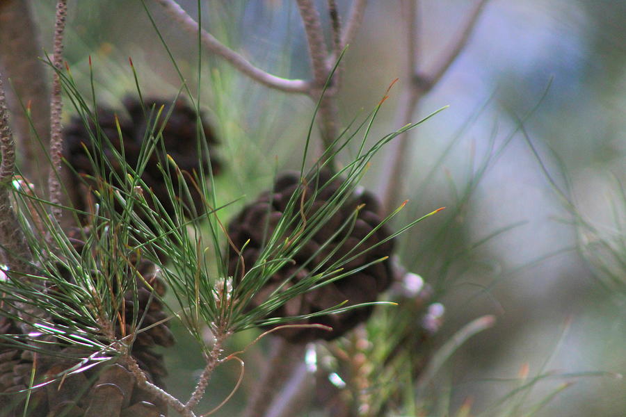 Close Up of Pine Needles Photograph by Colleen Cornelius