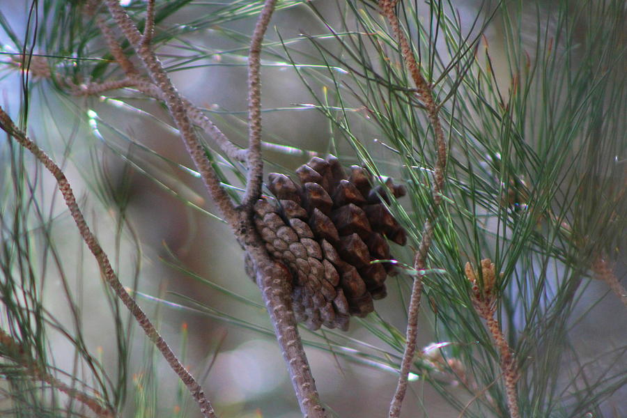 Close Up of Pine Tree Branches and Pinecone in Nevada Photograph by Colleen Cornelius