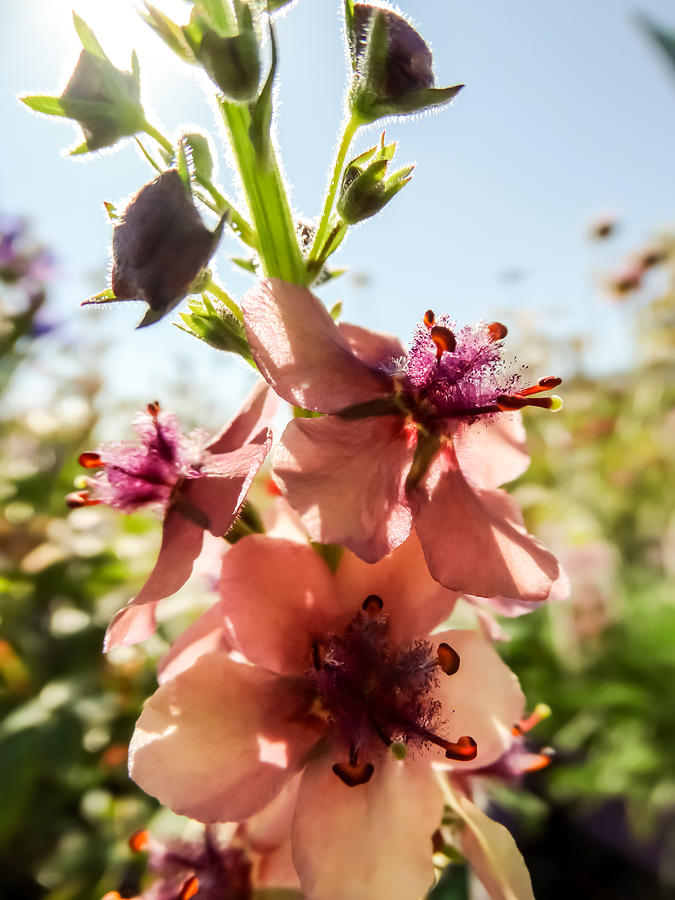 Flower Photograph - Close-up of Pink Mullein Flowers by Cynthia Woods