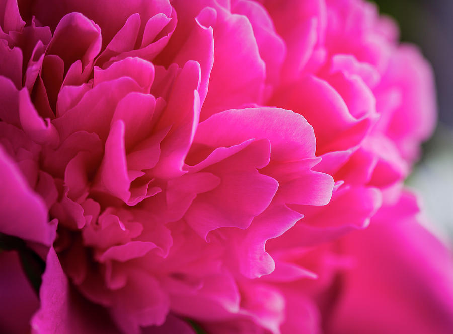 Close up of Pink Peony Flower Photograph by Teri Virbickis