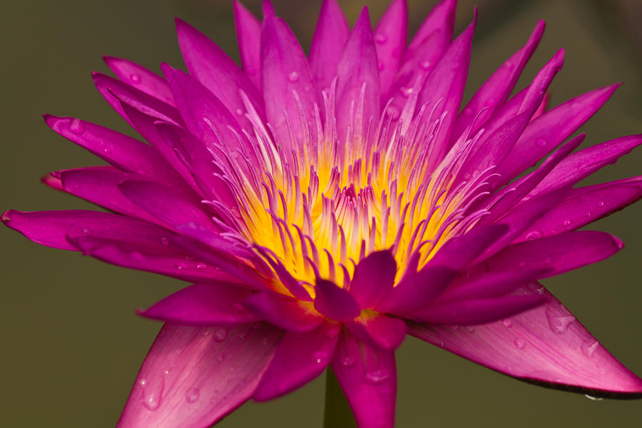Close up of pink water lily Photograph by Tosporn Preede