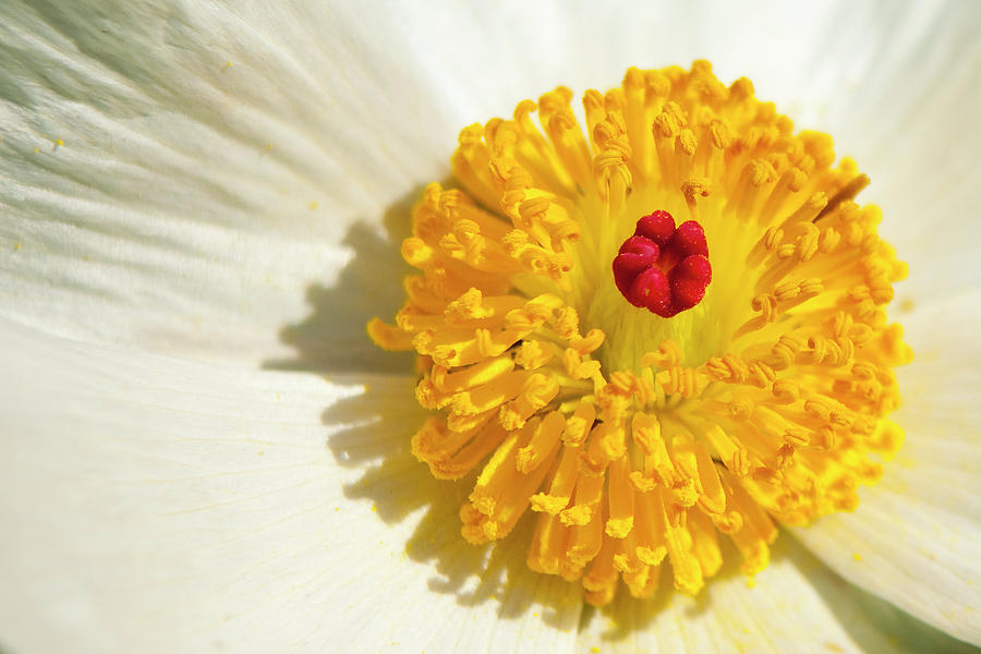 Landscape Photograph - Close Up Of Prickly Poppy by Mark Weaver
