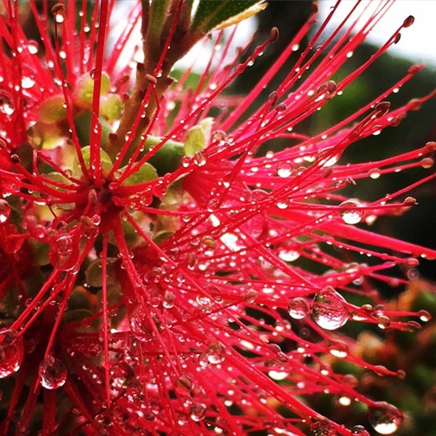 Tampa Photograph - Close Up Of Raindrops On A Bottlebrush by Jessica OToole