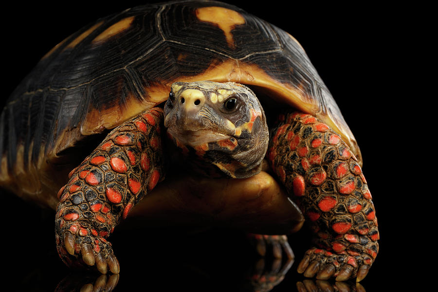 Wildlife Photograph - Close-up of Red-footed tortoises, Chelonoidis carbonaria, Isolated black background by Sergey Taran
