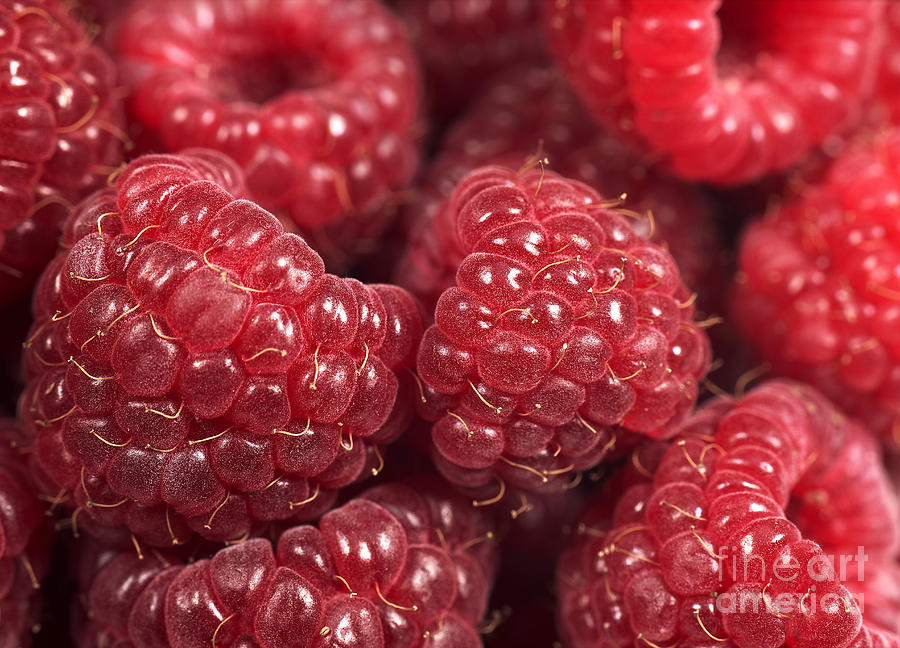 Close-up Of Red Raspberries Photograph by Gerard Lacz