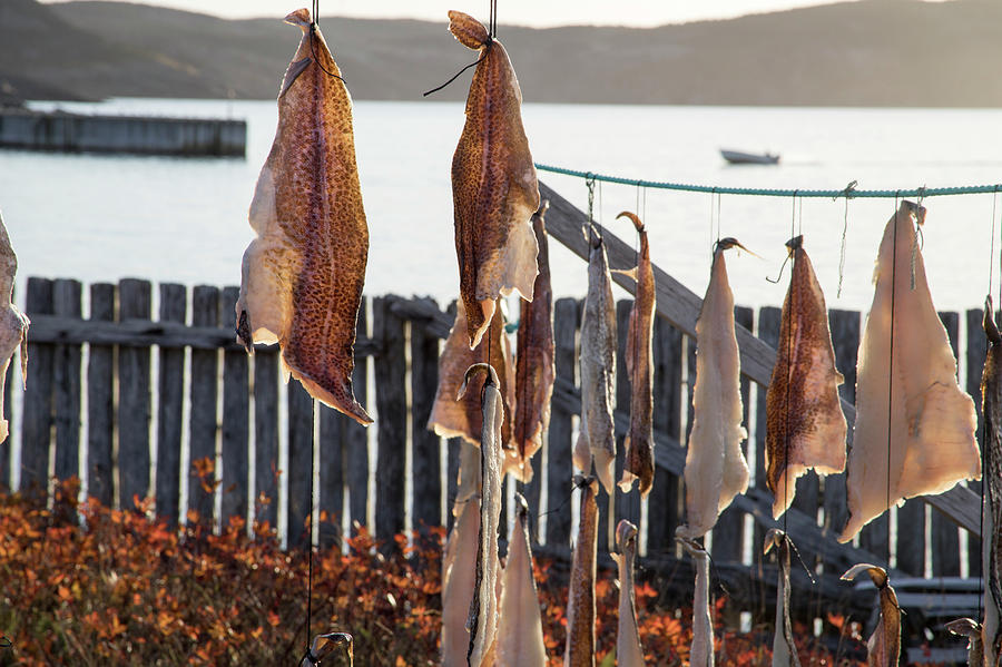 Close up of salt cod pieces drying in Bonavista, NL, Canada Photograph by Karen Foley