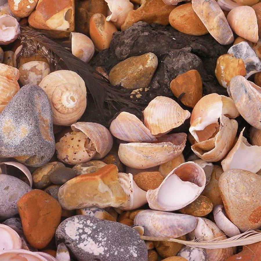 Pebbles Photograph - Close Up Of Shells And Pebbles by Lisa Bird