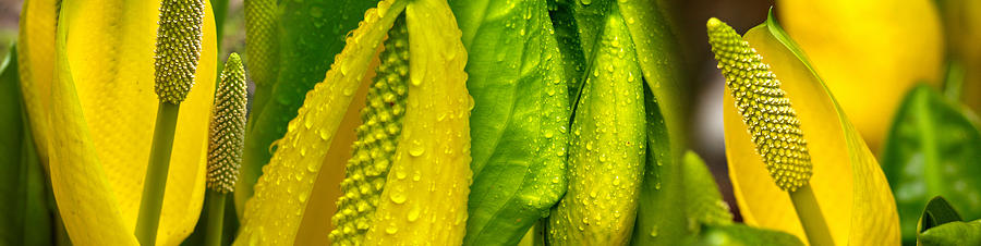 Nature Photograph - Close-up Of Skunk Cabbage Symplocarpus by Panoramic Images
