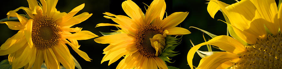 Close-up Of Sunflowers Photograph by Panoramic Images