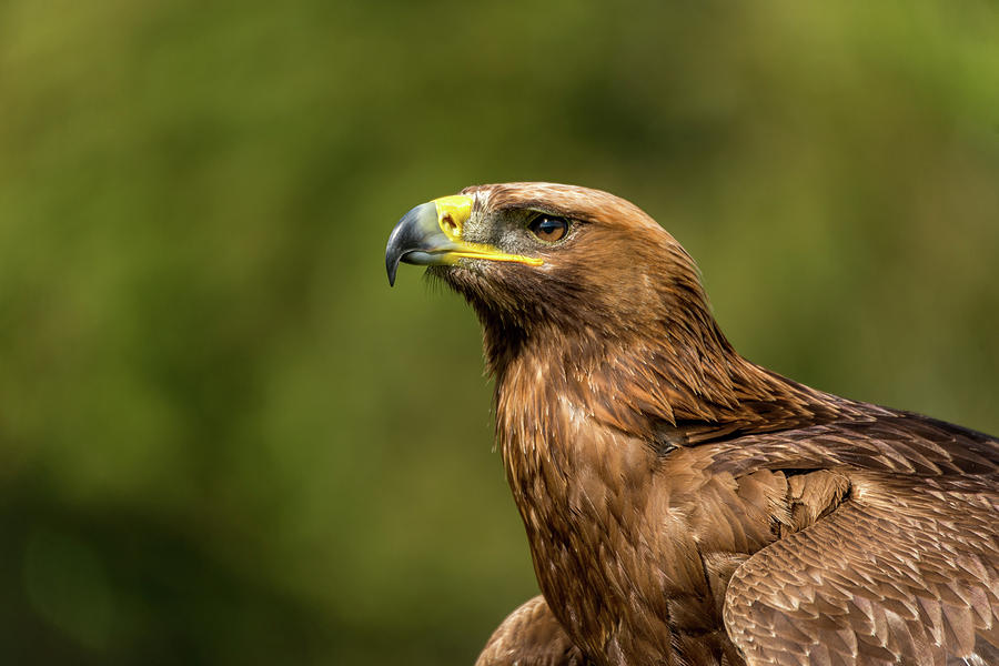 Close-up of sunlit golden eagle looking up Photograph by Ndp - Fine Art ...