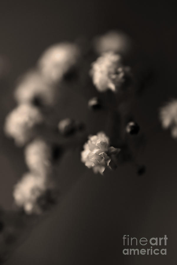 Black And White Photograph - Close Up Of Tiny Flowers by Clayton Bastiani