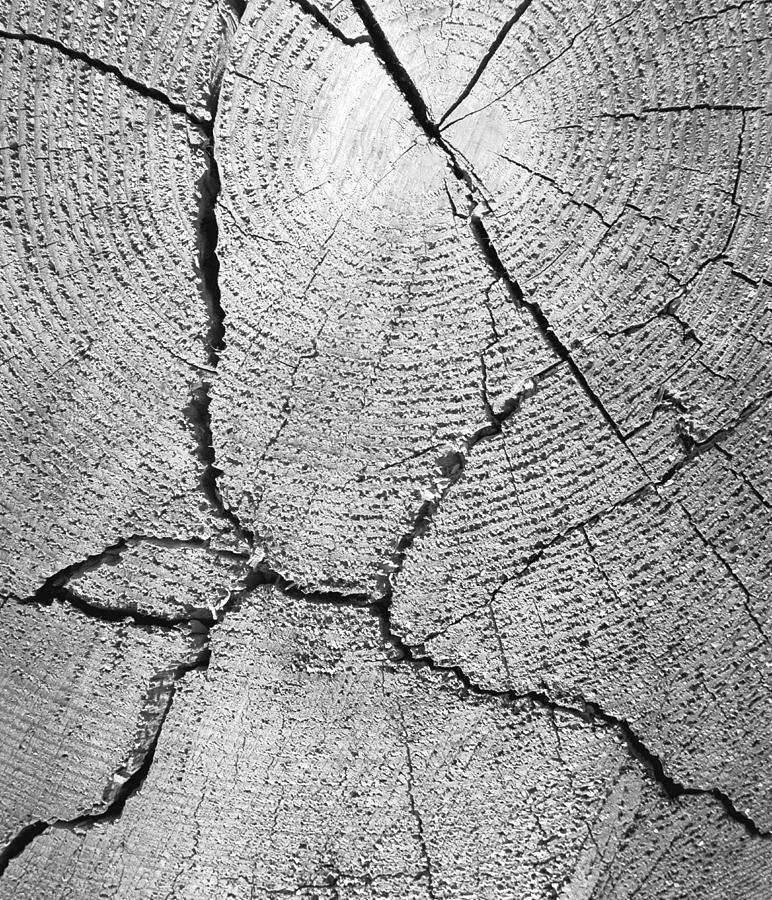 Tree Photograph - Close up of tree trunk by English School